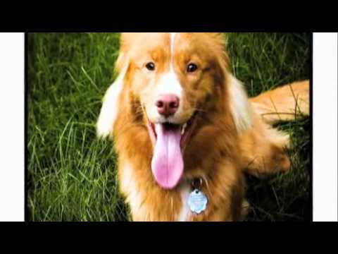 dogs 101 02-09d puppy transformations.mkv