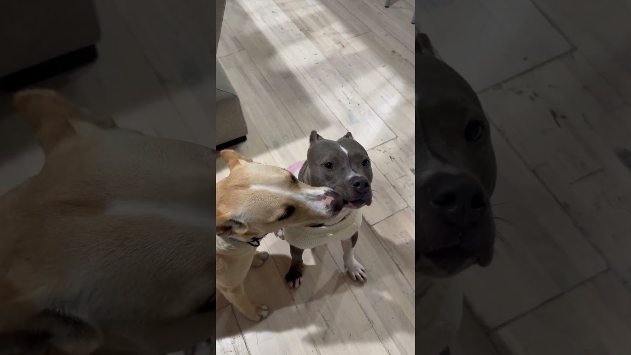 Enlarge Molly, a Adoptable Pit Bull Terrier in Lodi, CA video 5/6