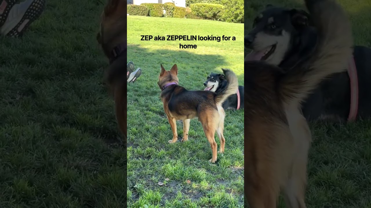 Enlarge ZEP loves dogs, a Adoptable mixed breed in Sherman Oaks, CA video 5/5