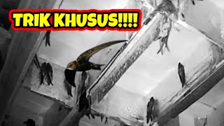 Download lagu Inilah 3 KUNCI SUKSES Budidaya Burung Walet | Cara Menginapkan Burung Walet dengan Cepat mp3 Download lagu Inilah 3 KUNCI SUKSES Budidaya Burung Walet | Cara Menginapkan Burung Walet dengan Cepat mp3