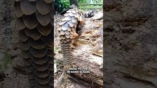 These Cuties Are Most Trafficked Animals 😲 #cute #animals #pangolin