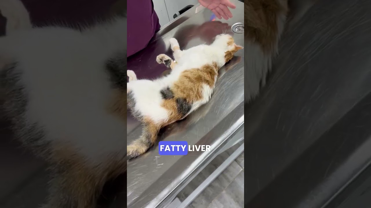 Fadik video