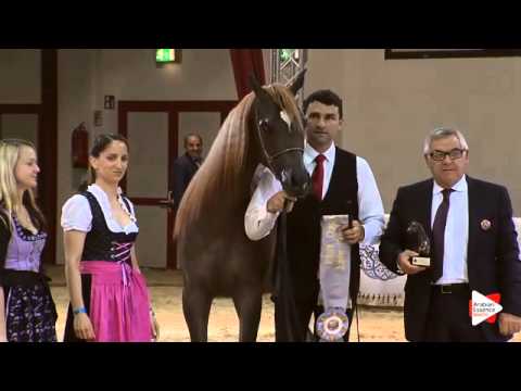 3rd Place N.29 AJ BARARI - Wels 2015 - Int. Jr Fillies Championship (Class 21)