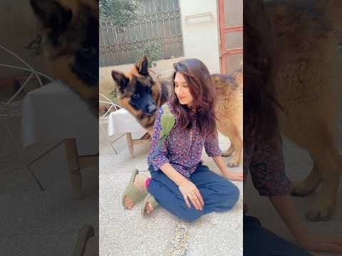 Our pets #shorts #comedy #germanshepherd #parrot #bollywood #music #hindisong #song #bollywoodsongs