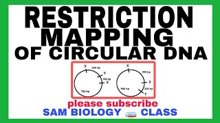 RESTRICTION MAPPING OF CIRCULAR DNA @SAM BIOLOGY 🧫 CLASS.