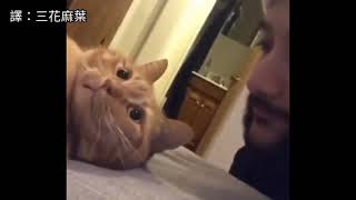 [閒聊] 早安，要不要來點貓貓