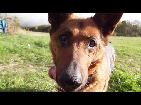 Mc Żóljano Pies ft Though it's a bitch (suka)