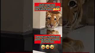 Download lagu oyen ngintip papi pulng😁😅😂🤣#shots #cutebaby #hewanlucu #harimau #funnyvideo #cute #cat mp3 Download lagu oyen ngintip papi pulng😁😅😂🤣#shots #cutebaby #hewanlucu #harimau #funnyvideo #cute #cat mp3