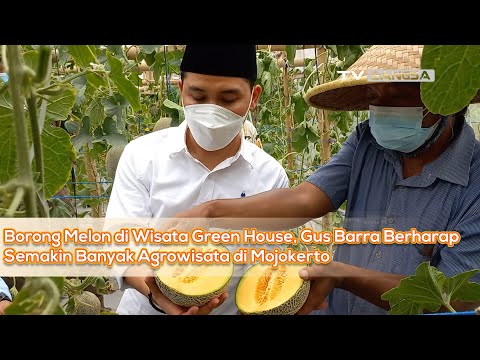 Borong Melon di Wisata Green House, Gus Barra Berharap Semakin Banyak Agrowisata di Mojokerto