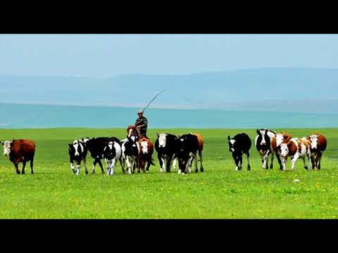 Tình có xanh như cỏ - Trong Bắc