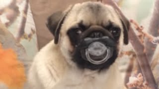 30 Incredible Pug Videos