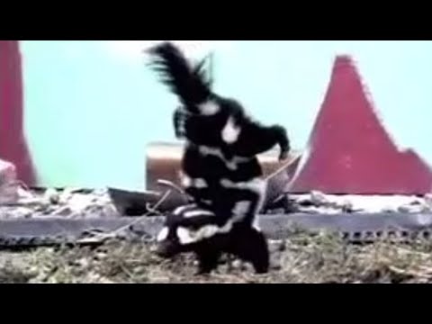 Spotted Skunk Handstand | Weird Nature | BBC Studios