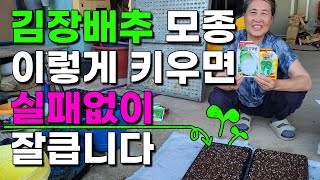 김장배추 모종 잘 키우는법 아주 간답합니다 이렇게 해보세요 김장배추 김장무