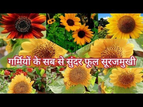 How to grow sunflower in pots at home full update!!Growing dwarf sunflowers!!
