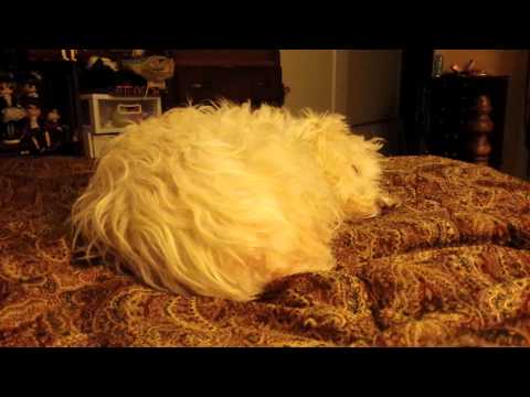 My sleeping dog sounds like a guinea pig