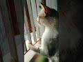 Cute Cat Status Whatsapp Status Cat Whatsappstatus 10sec