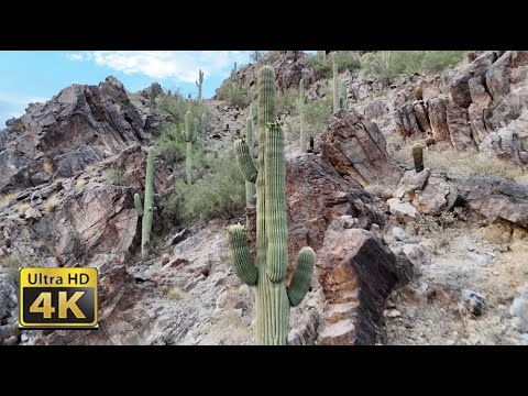 Soaring Through Sonoran Desert Cactuses In 4K Rugged Beauty