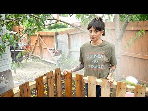 YouTube video about: Can dogs eat guinea pig poop?