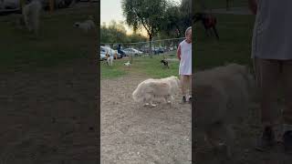 Video preview image #1 American Staffordshire Terrier-Weimaraner Mix Puppy For Sale in San Juan Capistrano, CA, USA