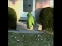 Gumbi - The best AFV ever!