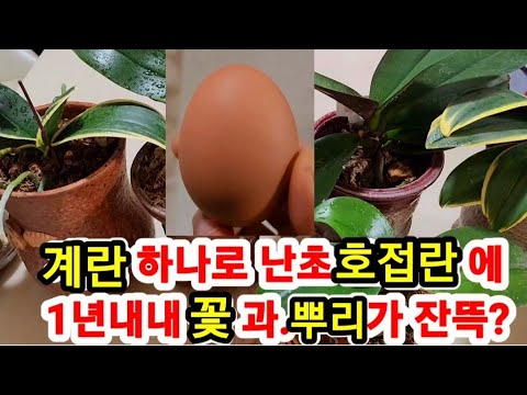 , title : '계란 하나로 난초 호접란 에 1년내내 꽃 과 뿌리가 잔뜩?!'