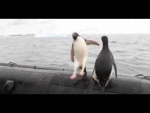 Люся пропала, ржака полная #смешныевидео #ржака #попробуйнезасмеяться #ржакадослез