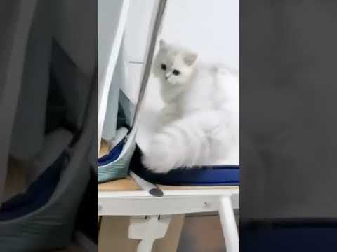 LUCU BGTTT😻 #shorts #kucinglucu #cute #cats #cutecat #kucing #youtubeshorts #cat #arab #funnyvideo