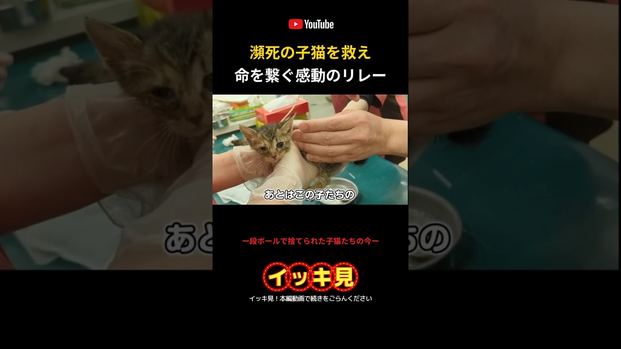 段ボールで遺棄された子猫たちをイッキ見！予告編