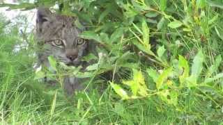 Lynx Stalk