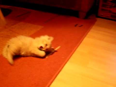 Gandalfs erster tag bei uns 1/2