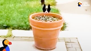 Dog Hides Behind Flower Pot to Stay Outside Longer | The Dodo by The Dodo