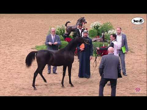 N.206 D HAYEL - Doha International Arabian Horse Show 2023 - Yearling Colts (Class 4C).mp4