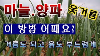 [텃밭농부.946]  마늘 양파밭에 웃거름 세번째 이 방법 어때요? #마늘재배 #양파재배
