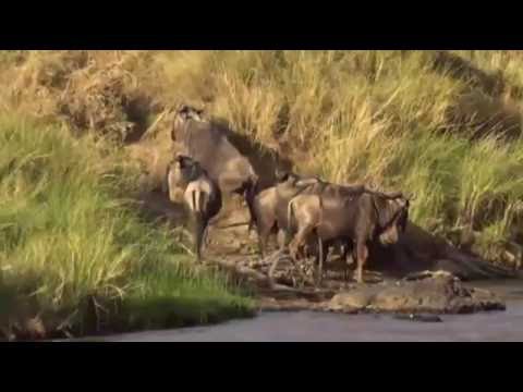 Safari Live Videos-Aug 28- Scene 5 of 7-A small group have decided on their chosen place to cross
