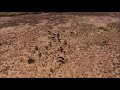 Wildebeest Running