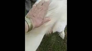 Video preview image #1 Great Pyrenees Puppy For Sale in Spring, TX, USA