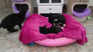 Mann Cat Sanctuary [Isle of Man] [4K]