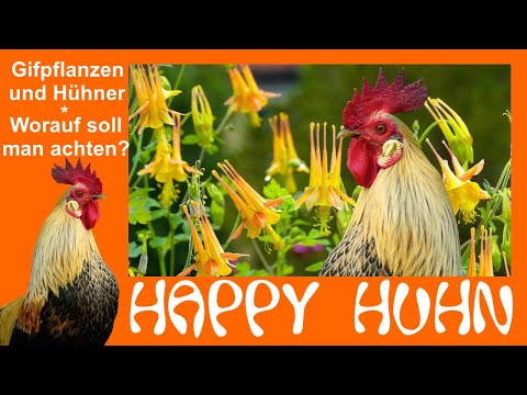E24 Poisonous Plants and Chickens - HAPPY CHICKEN - How dangerous are poisonous plants for chicke...