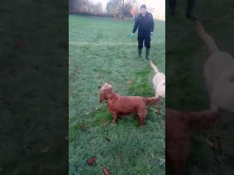 Batson's Happy Dogs video.