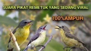 Download lagu Terbukti Ampuh, Suara Pikat Remetuk Laut VS Burcil Ribut mp3 Download lagu Terbukti Ampuh, Suara Pikat Remetuk Laut VS Burcil Ribut mp3