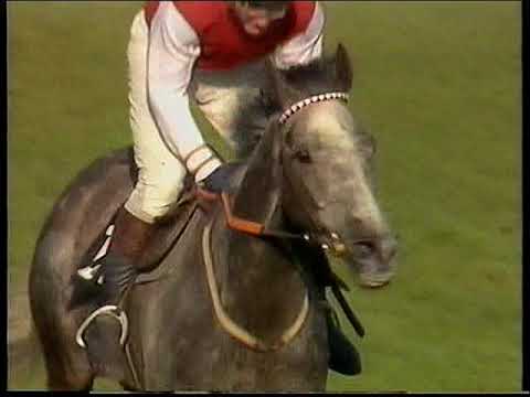 1990 Champion Hurdle  Kribensis Includes Replay & Enclosure
