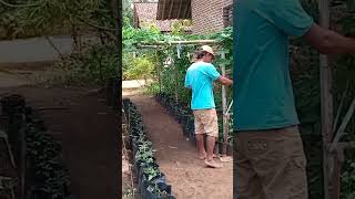 Download lagu INDAHNYA MENANAM SAYURAN DI DEPAN RUMAH #SAYURAN mp3