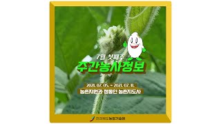 [ 주간농사정보 ] 7월 첫째주