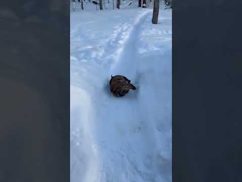 dog lovers only… heart-melting content ahead ❤️🐶” #viral #fyp #shorts #funny #dog #dogs #animals