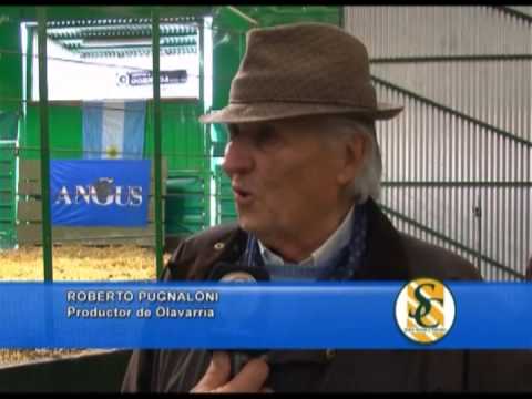 ROBERTO PUGNALONI - Expo. Nacional Angus - Azul - 28/09/2013