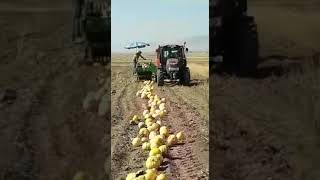 Özkan Tarım Makina KHM-B1 pumpkin harvester for sale - Image 4 | Agronetto New Özkan Tarım Makina KHM-B1 pumpkin harvester | Image 4 - Agronetto
