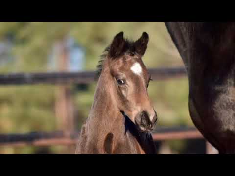 Escamillo x Hohenstein x Sandro Hit hengstfohlen