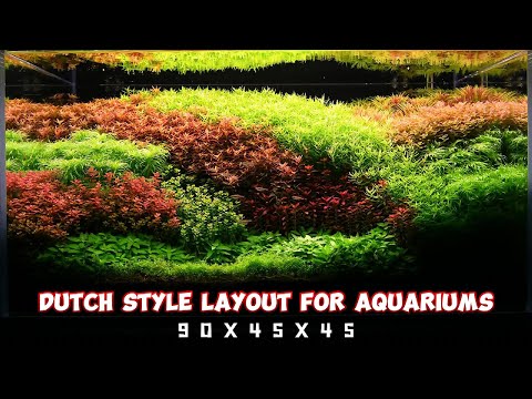 Dutch Style Layout for Aquariums: Step-by-Step Guide to Perfect Aquascaping