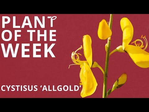 Plant of the Week - Cytisus 'Allgold'