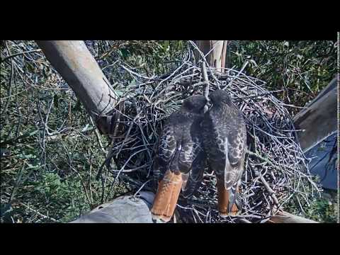 The Red-Tailed Hawk Pair Prepping the Nest 2/1/18
